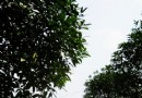 铜梁——首届金秋桂花赏花月本月17日将开幕