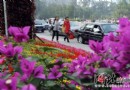 省会石家庄300多万盆鲜花扮靓城市喜迎国庆
