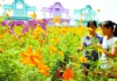 广州：南沙绽放仙女花 如仙女下凡降临人间