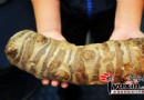 男子见滴水观音根茎似山药 好奇误食伤食道
