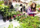 天津：净化室内空气  小型花卉走俏花卉市场
