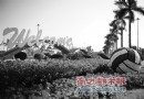广州亚运动会过后  满城的鲜花该何处何从？