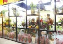 南京市闹市区汉中门花卉市场昨天开始试营业