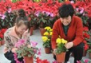 入冬后  新疆库尔勒市花卉销售量大幅上升！