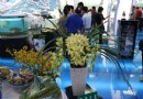 海南冬交会：晶莹剔透的大花蕙兰拍价3.8万元