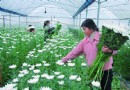 清流县国家级台湾花卉苗木基地灾后重建销售