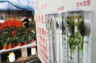 山东邹平“控制”花卉的生长  元旦春节上市