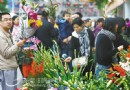 2011年东莞迎春花市将于1月28日在市中心举行