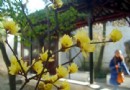 苏州拙政园腊梅飘香  为新年增添了一道美景