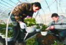 舟山市农科所将城镇生活污泥可制作花肥养花