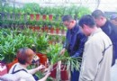 河北保定：花卉市场火热朝天  花卉价格上扬
