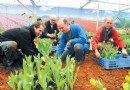 湖南省植物园展出6万多株荷兰郁金香与牡丹争艳
