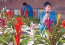 哈尔滨农垦科技园进行水剂栽培热带花卉获成功