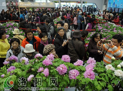 赴台洛阳牡丹美丽绽放的背后故事：催花检疫