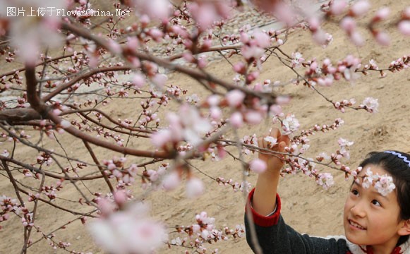 京城城南花卉大观园桃花怒放  游客络绎不绝