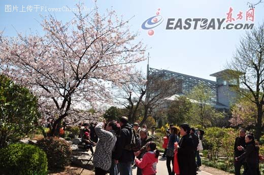 上海百花盛开  清明小长假吸引了7万多游客