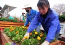 鲜花扮靓牡丹城  为迎接牡丹花会开幕做准备