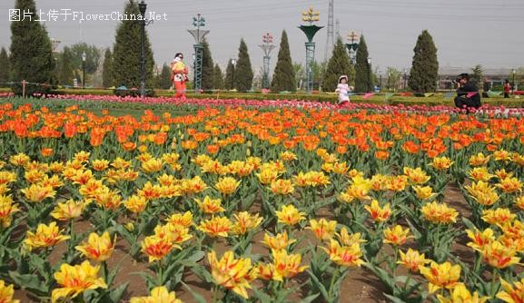 北京世界花卉大观园30万株郁金香进入盛花期