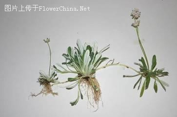 昆明植物植物调查中发现匍枝粉报春珍稀植物