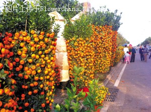 海口市：春节临近，寓意大吉大利的年桔热卖