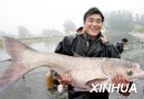 西班牙《数码报》：多吃鱼可减少暴力犯罪？