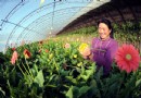 “花村”夫妇养花窖里种花 姹紫嫣红奔小康
