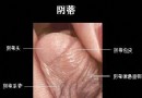 阴蒂(图文)