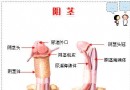 男性阴茎龟头实物图