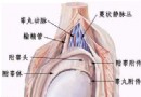 男性睾丸示意图