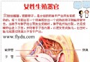 女性生殖器官剖面图