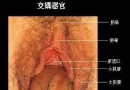 男女交媾器官实物图